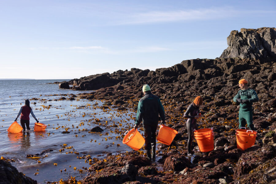 There are around 215 aquaculture operations in Maine, such as this seaweed bed. Credit: Justin Smulski