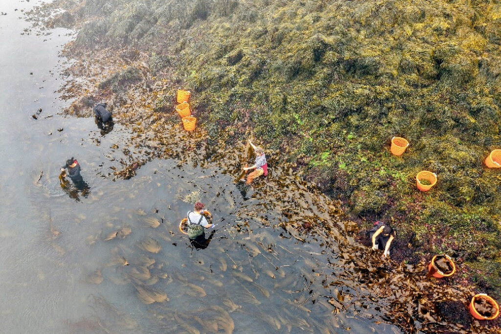 A seaweed harvest at Severine von Tscharner Welcome’s farm on Cobscook Bay, Maine. Welcome said she worries about the impact of nearby salmon farms on the quality of her crop and the health of her workers. Credit: Lauri Churchill