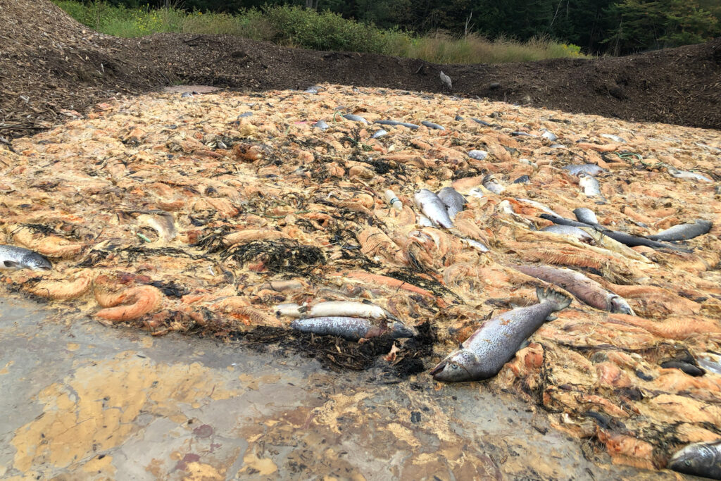 Dead Atlantic salmon washed ashore after a 2021 die-off of farmed salmon stock at a Cooke Aquaculture facility in Maine. Credit: Courtesy of Crystal Canney