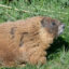 The winner of the inaugural Fat Marmot Week was Dawn, who not only won the popular vote but also objectively weighed in as the heaviest marmot. Credit: Daniel Blumstein