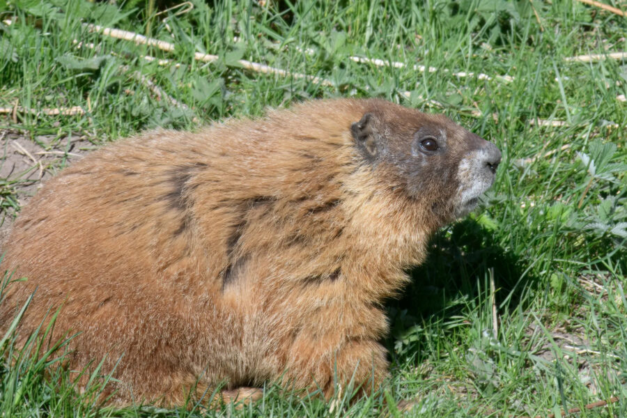 The winner of the inaugural Fat Marmot Week was Dawn, who not only won the popular vote but also objectively weighed in as the heaviest marmot. Credit: Daniel Blumstein