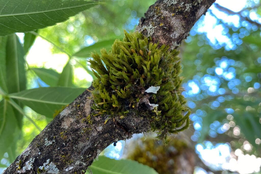The researchers tested moss found on trees near the airports for lead. Credit: Alyssa Shiel