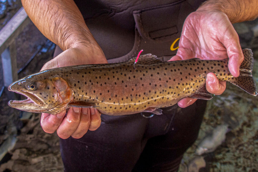 The McDermitt Caldera’s springs are home to threatened Lahontan cutthroat trout. Credit: Joanna Gilkeson/USFWS