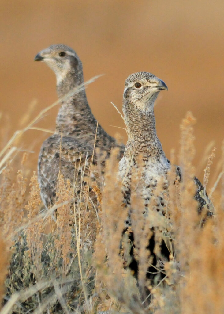 Two female greater sage-grouse at Seedskadee National Wildlife Refuge in Wyoming. Credit: Tom Koerner/USFWS