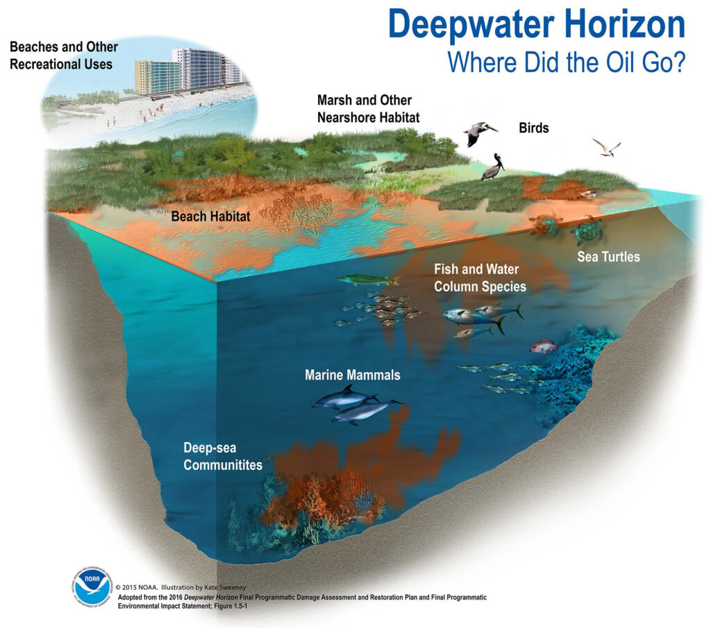 The 4.9 million barrels of oil that spewed out of BP's Deepwater Horizon drilling operation after the rig exploded in 2011 spread widely through the Gulf of Mexico, and a new study documents the damage and limited recovery to species in remote deep-water habitats. Credit: NOAA