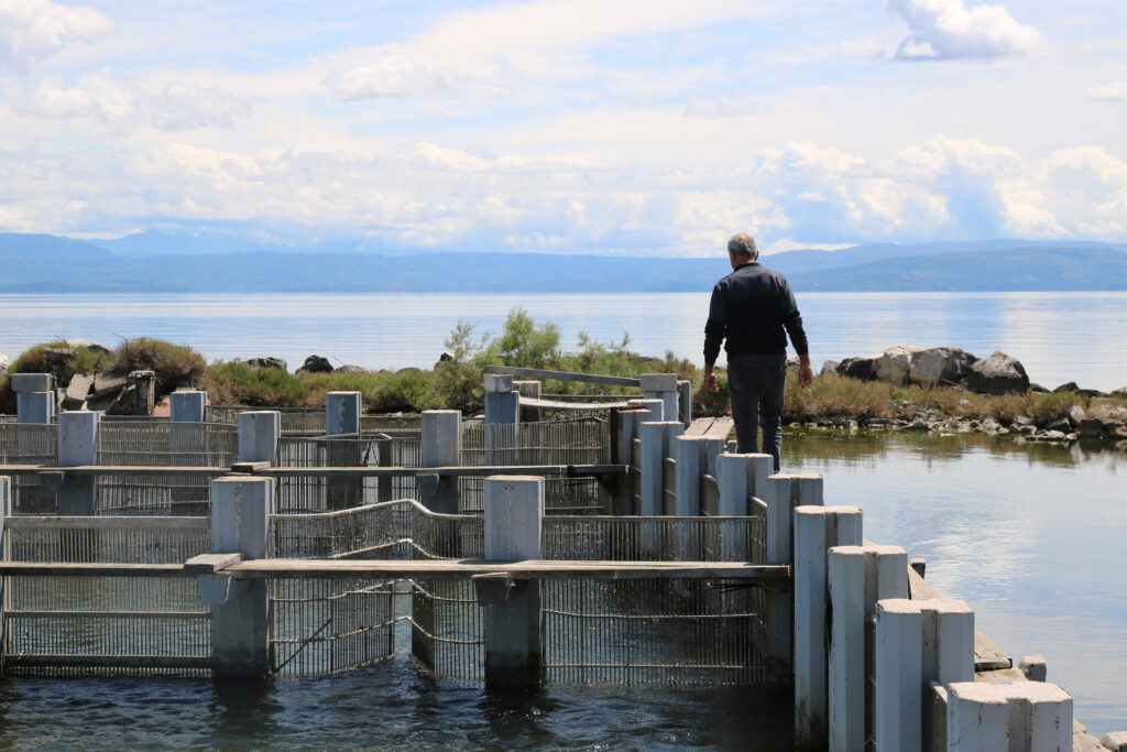 A Greek lagoon fisher checks his pens. This low-intensity technique, first invented by the Romans, is struggling to compete with industrial aquaculture. Credit: Ryan Green/The Outlaw Ocean Project