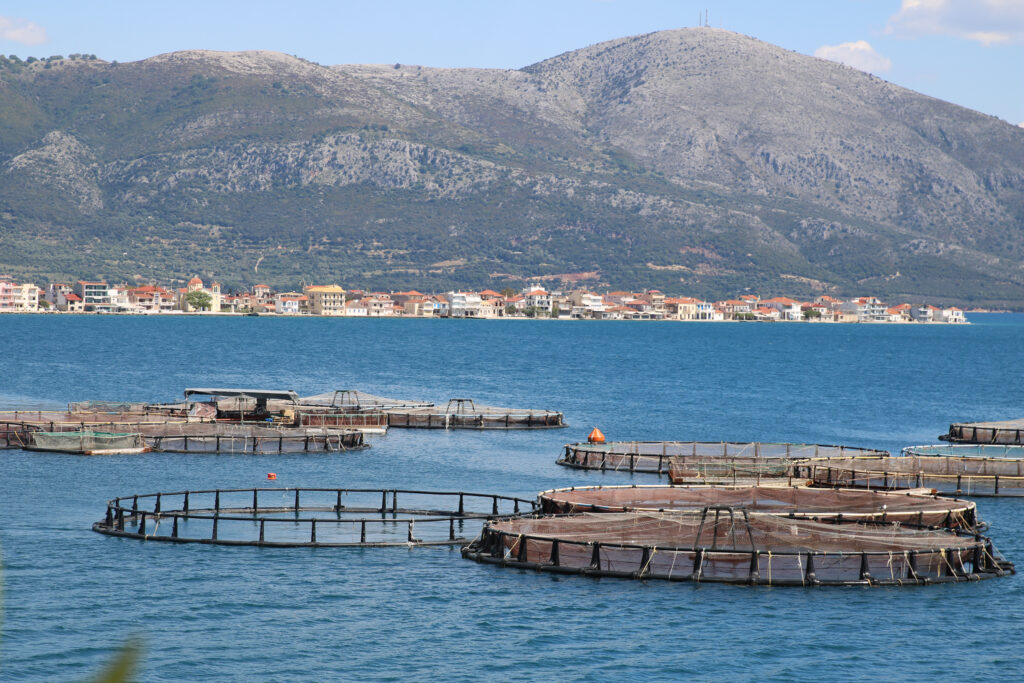 Fish farms situated close to Mytikas, Greece. Aquaculture pens can cause ecological degradation to seagrass meadows as far as 900 meters away, according to University of Oxford researchers. Credit: Ryan Green/The Outlaw Ocean Project