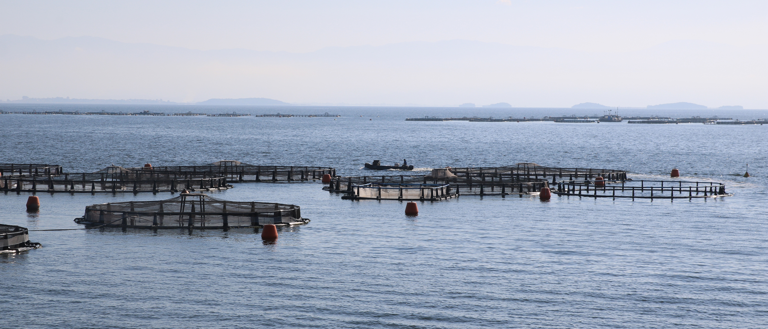 A worker motors his boat past fish farms in the Ambracian Gulf of Greece. The Mediterranean country produces over half of all farmed sea bass and sea bream in the European Union. Credit: Johnny Sturgeon/The Outlaw Ocean Project