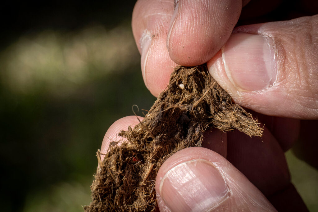 Regenerative Growers in Florida Aim to Improve Soil for Health of Food, Environment, Consumers and Workers 