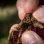 A USDA worker holds soil from a ranch that uses regenerative agriculture practices. Credit: Preston Keres/USDA/FPAC