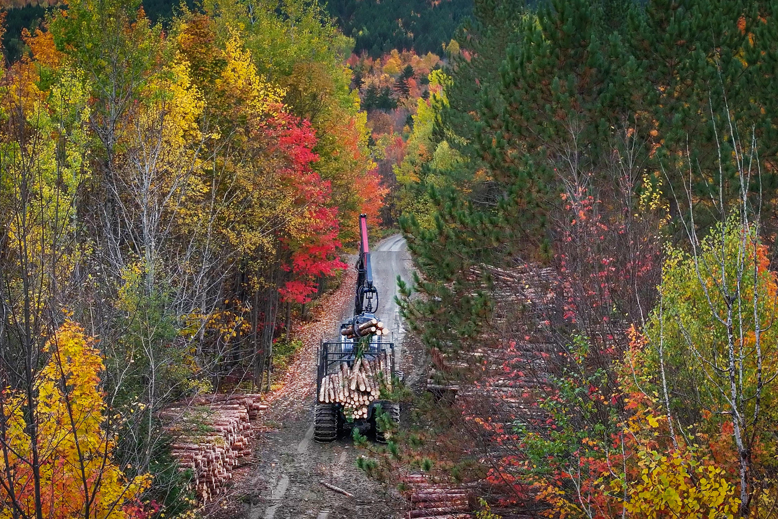 Logging equipment moves through a forest in central Maine. Credit: Preston Keres/USDA Forest Service