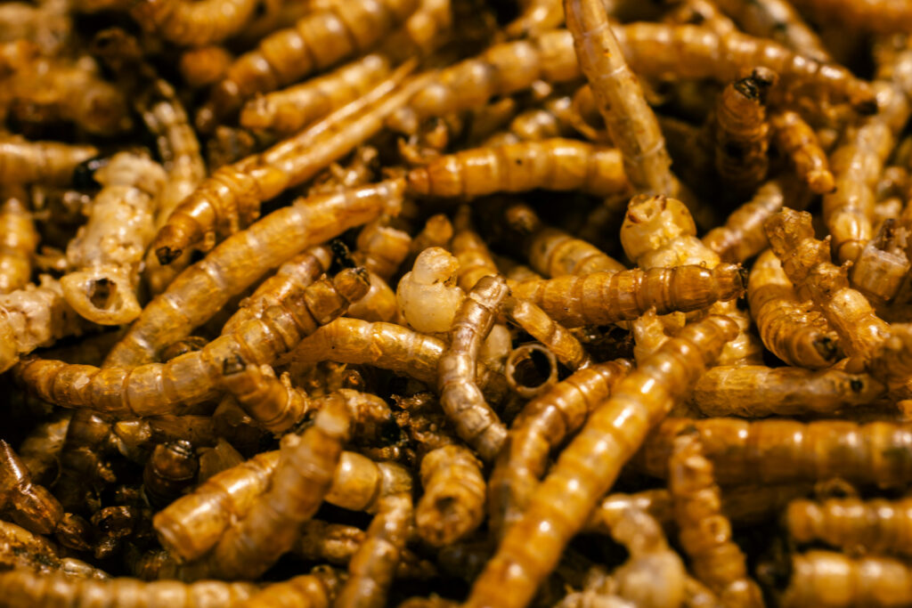 Mealworms are being explored as an alternative to fishmeal in animal feed, including that destined for aquaculture. Transitioning away from fishmeal to sources like mealworm has proven difficult because of cost and challenges with scaling production up enough. Credit: Jaralol/Pexels