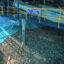 Anchovetas fill a receiving tank at a fishmeal plant in Peru during a government visit in April 2025, marking the launch of the year’s first anchoveta fishing season, which opened with a quota of three million tons. Credit: Ministry of Production of Peru
