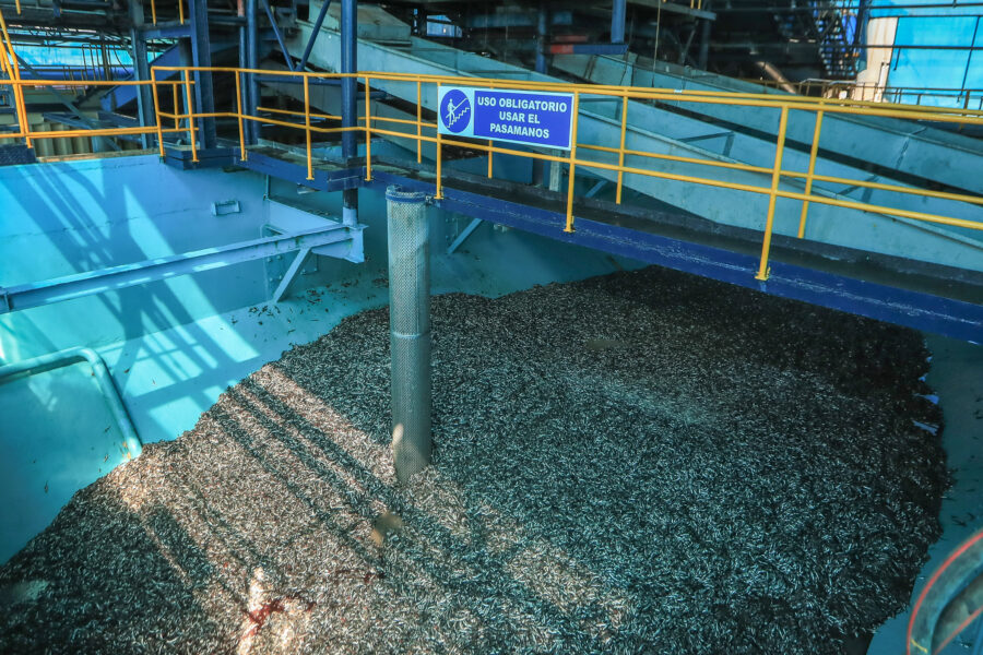 Anchovetas fill a receiving tank at a fishmeal plant in Peru during a government visit in April 2025, marking the launch of the year’s first anchoveta fishing season, which opened with a quota of three million tons. Credit: Ministry of Production of Peru