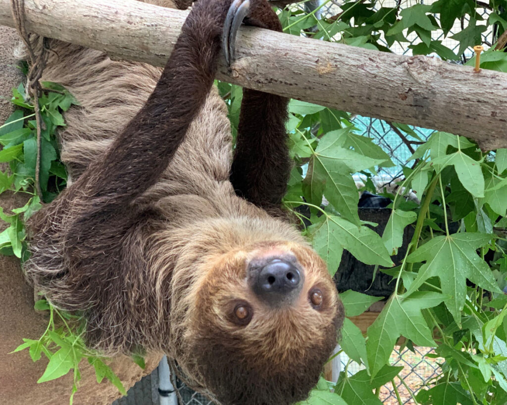 A sloth named Blackberry hangs from a branch at The Central Florida Zoo. Credit: Central Florida Zoo & Botanical Gardens