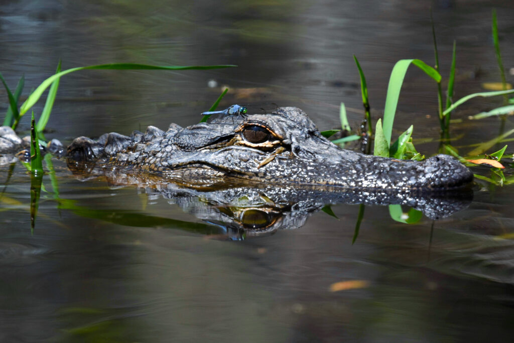 An alligator floats in the Okefenokee National Wildlife Refuge. Credit: Ryan Krugman/Inside Climate News