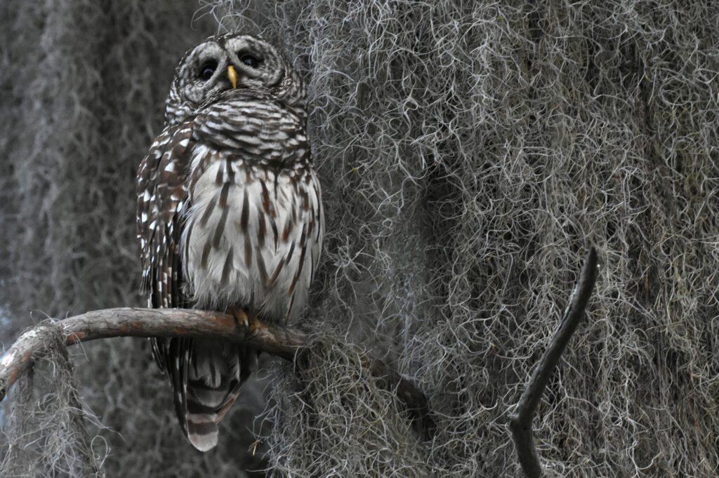 A barred owl perches among the Spanish moss. Credit: Ryan Krugman