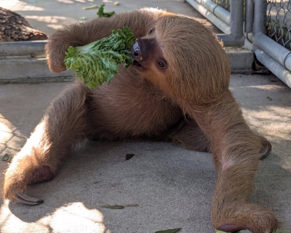 Dolce, a former Sloth World animal, eats greens at The Central Florida Zoo. Credit: Central Florida Zoo & Botanical Gardens