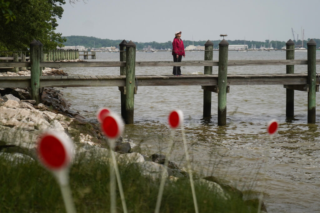 Chesapeake Bay Restoration Obstructed by Federal Policy Shift, Tribal Withdrawal