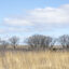 A general view of the landscape at the Spring Creek Prairie Audubon Center on March 18, 2024 near Lincoln, Nebraska; the Center works to conserve the tallgrass prairie ecosystem and associated wildlife. Credit: David Madison via Getty Images