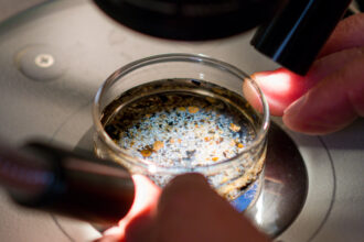 A researcher examines a sediment sample to identify microplastics in Long Beach, Calif. Credit: Leonard Ortiz/MediaNews Group/Orange County Register via Getty Images