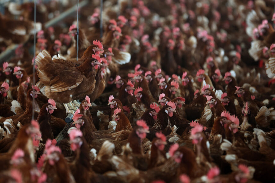 Chickens stand in a henhouse at Sunrise Farms on February 18, 2025 in Petaluma, California. Credit: Justin Sullivan via Getty Images