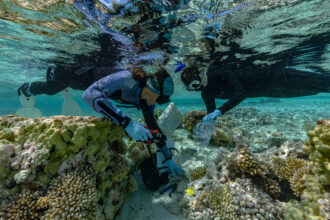 Researchers inspect heat-resilient corals in Tatakoto, French Polynesia. Credit: Alexis Rosenfeld/Getty Images