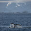 A humpback whale surfaces in Antarctic waters on Feb. 4. Credit: Sebnem Coskun/Anadolu via Getty Images