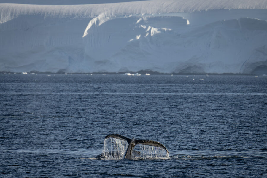 A humpback whale surfaces in Antarctic waters on Feb. 4. Credit: Sebnem Coskun/Anadolu via Getty Images