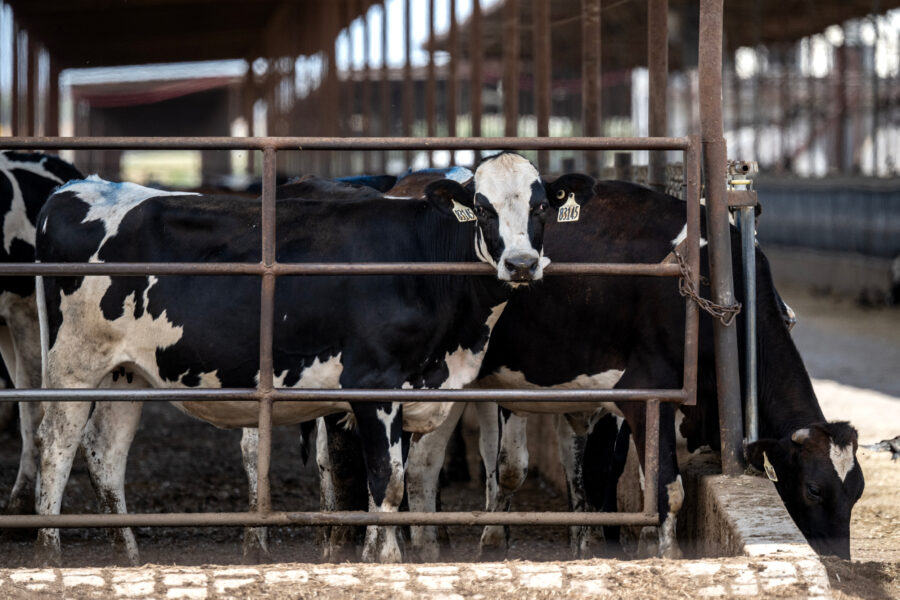 Cattle feed at a ranch in Dublin, Texas, on Sept. 11. Credit: Ronaldo Schemidt/AFP via Getty Images