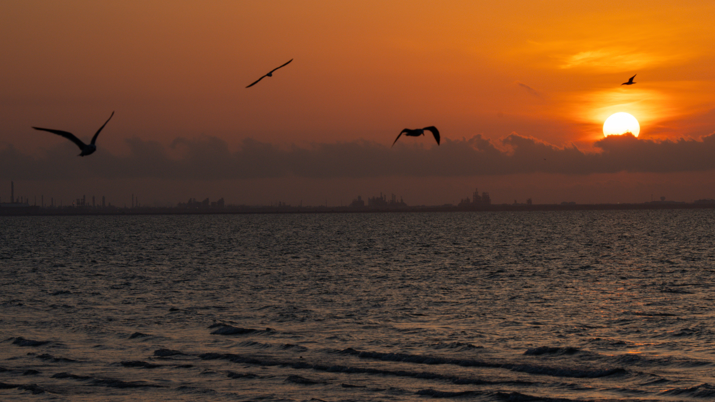 Seagulls fly over Corpus Christi Bay during sunrise on Aug. 23. Credit: Jon Shapley/Inside Climate News