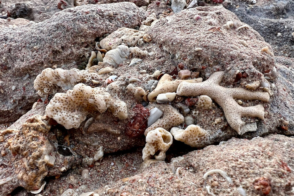 Healthy coral reefs grow quickly and help build the rocky bones of atoll islands as they fossilize and fracture into boulders. Credit: Bob Berwyn/Inside Climate News