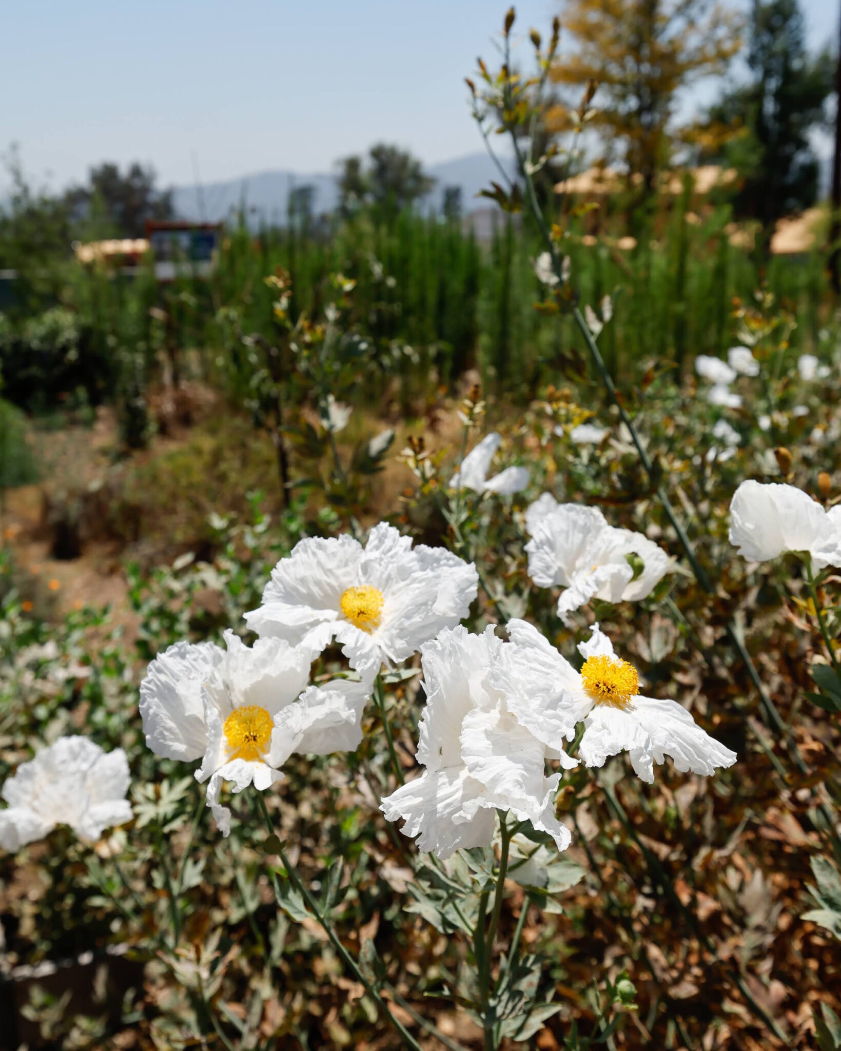 New California Law Aims to Stop 'Predatory' Developers From Moving in ...
