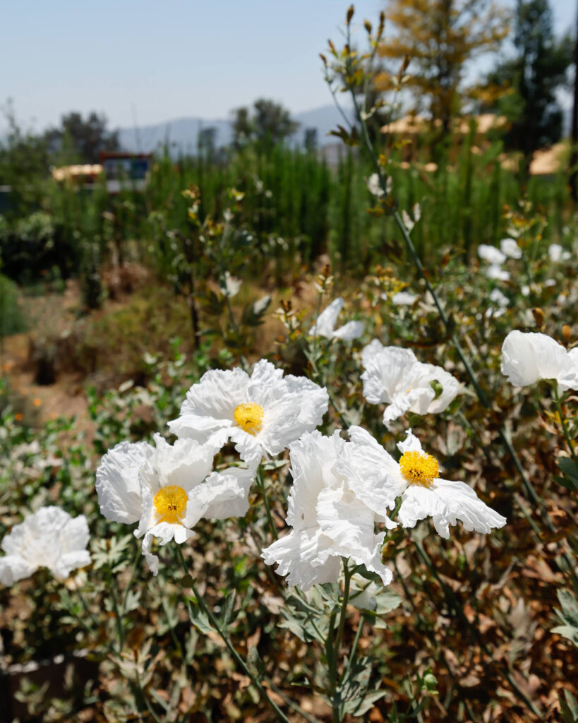 Matilija poppies grow on Sylvie Andrews’ property on July 10 in Altadena, Calif. Credit: Carlin Stiehl/Inside Climate News