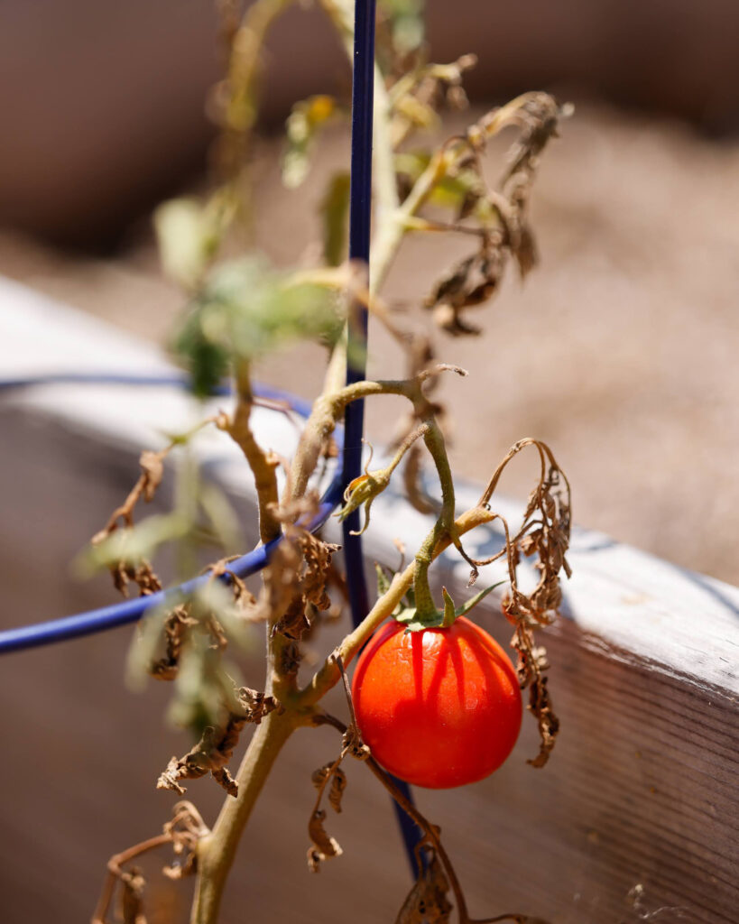 A tomato grows on Sylvie Andrews’ property on July 10 in Altadena, Calif. Credit: Carlin Stiehl/Inside Climate News