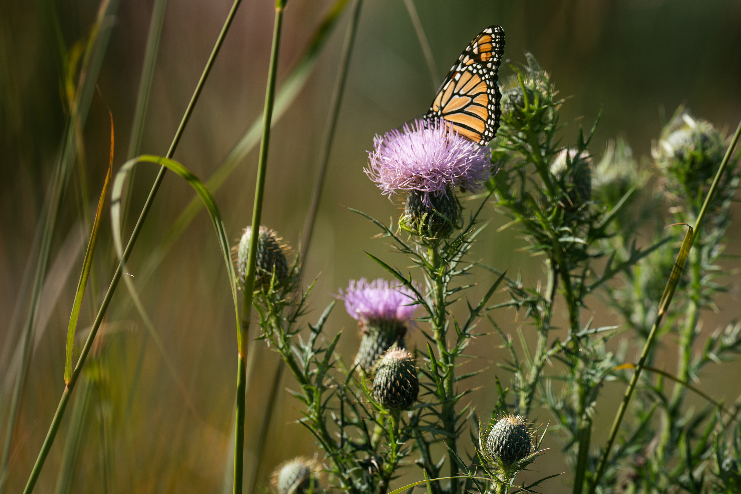 A monarch butterfly perches on a field thistle in Gordon Garrison’s restored prairie.
