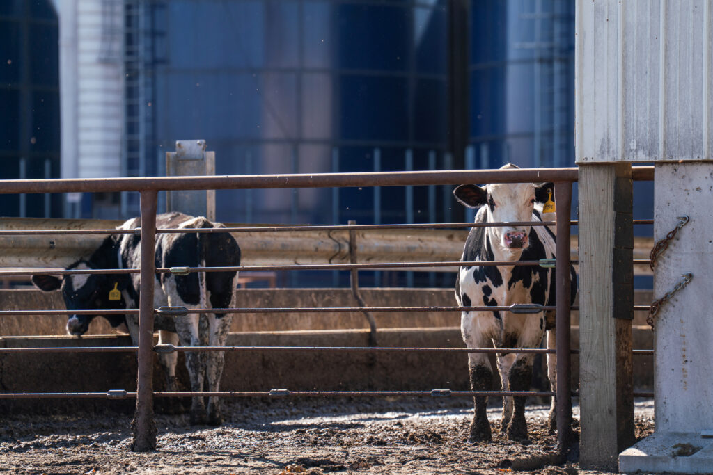 Cattle in a feedlot in Emmet County, Iowa. The county is home to 16 cattle feedlots and 94 hog confinements.