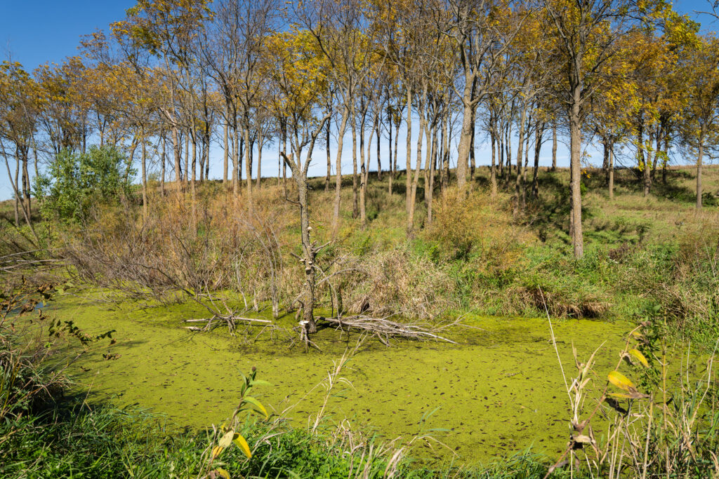 Garrison has spent decades gradually restoring his 300-acre property to prairie and “pothole” wetlands native to northern Iowa.
