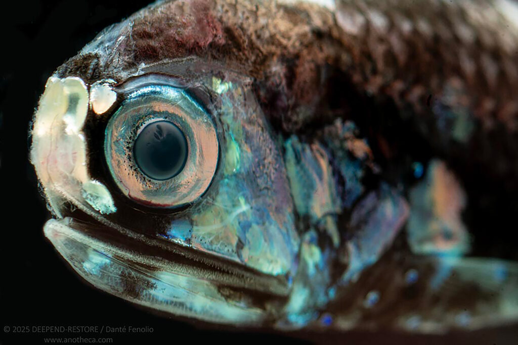 Deep-pelagic lanternfish, displaying headlight organs, collected by the DEEPEND Consortium in the Gulf of Mexico. Credit: DEEPEND/Danté Fenolio