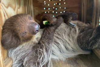 A sloth named Leeloo lays in a wooden enclosure at The Central Florida Zoo, which accepted Sloth World’s surviving animals earlier this year. Credit: Central Florida Zoo & Botanical Gardens