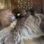 A sloth named Leeloo lays in a wooden enclosure at The Central Florida Zoo, which accepted Sloth World’s surviving animals earlier this year. Credit: Central Florida Zoo & Botanical Gardens