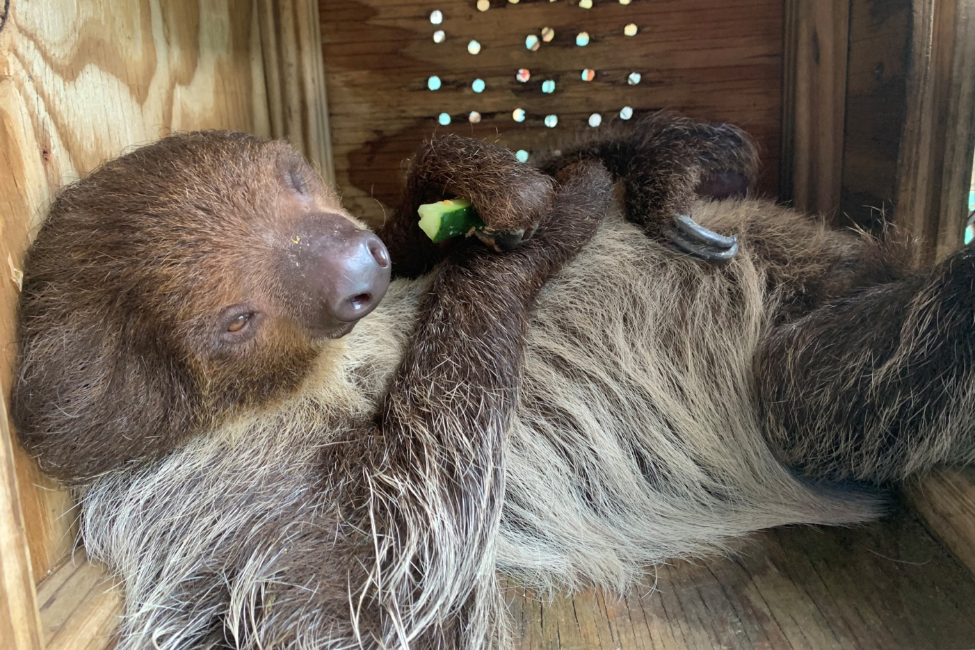 A sloth named Leeloo lays in a wooden enclosure at The Central Florida Zoo, which accepted Sloth World’s surviving animals earlier this year. Credit: Central Florida Zoo & Botanical Gardens