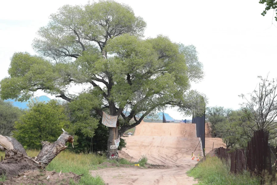 A cottonwood tree in Arizona