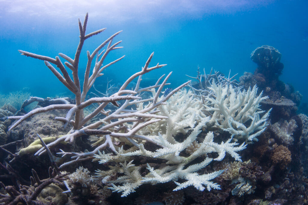 An underwater image shows bleached-white coral.