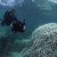 A diver observes coral bleaching on Lizard Island, Great Barrier Reef, in this 2015 underwater photo.
