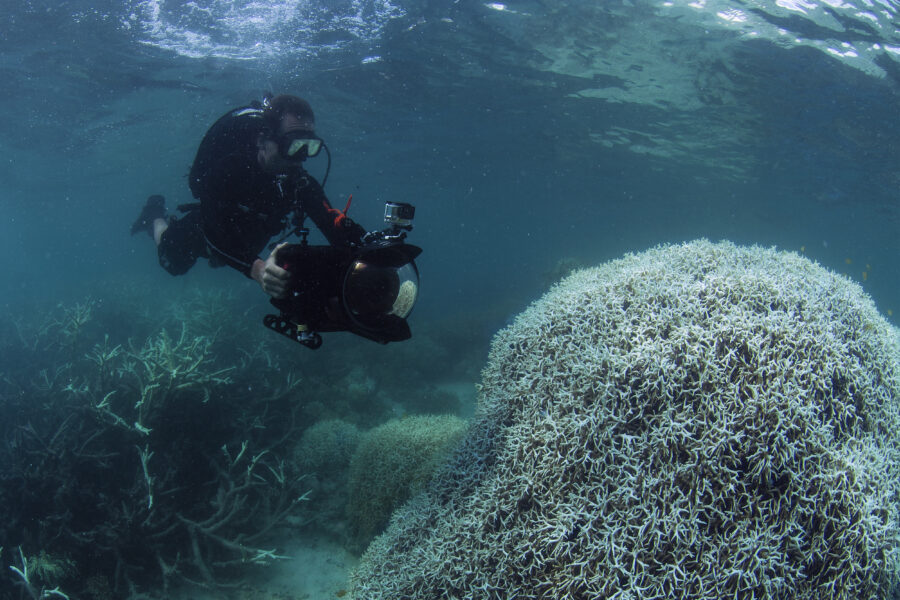 A diver observes coral bleaching on Lizard Island, Great Barrier Reef, in this 2015 underwater photo.