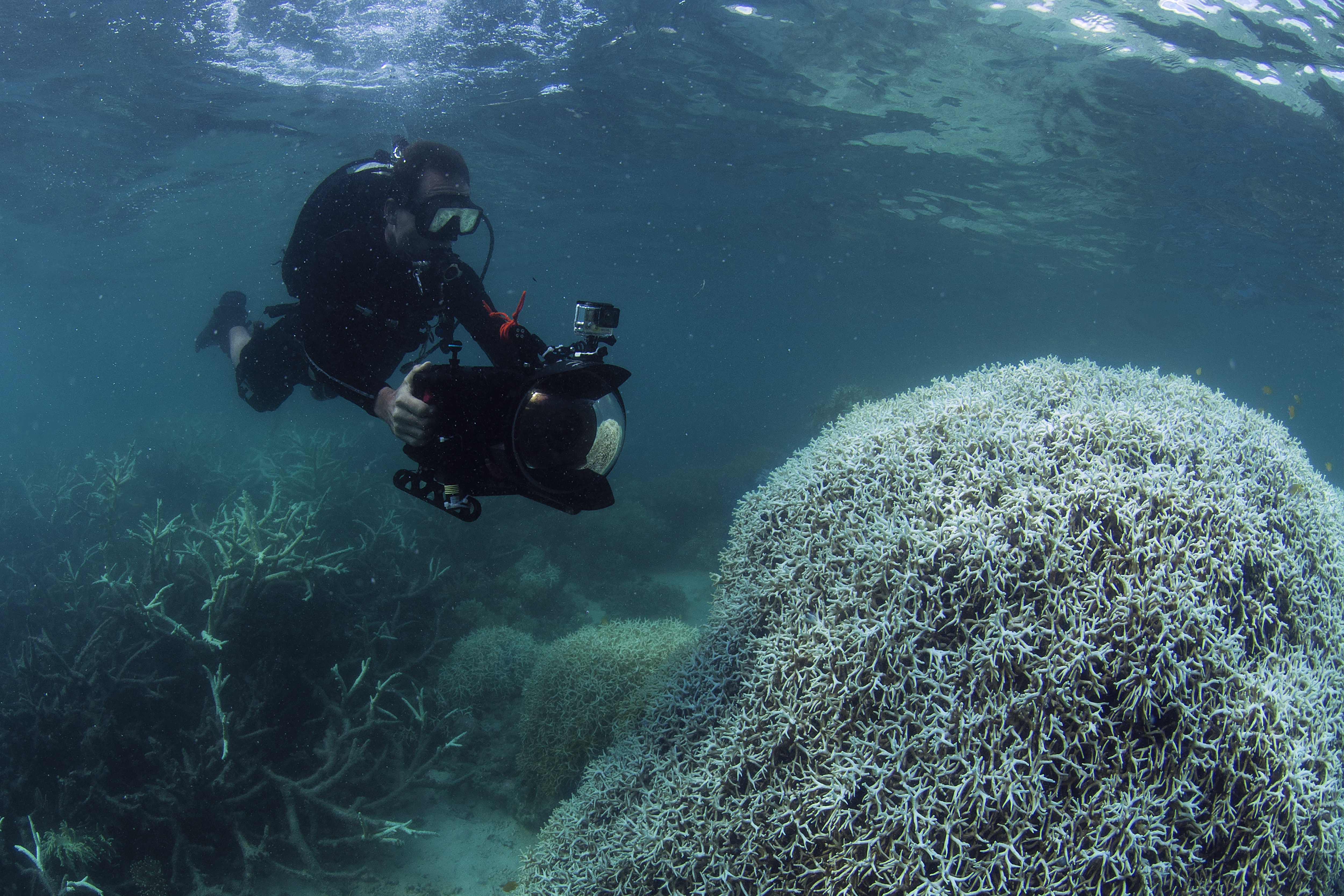 A diver observes coral bleaching on Lizard Island, Great Barrier Reef, in this 2015 underwater photo.