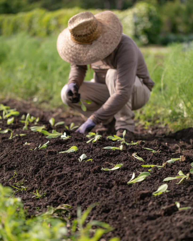 Paradise Farms, in the Everglades Agricultural Area,  acquired USDA’s 
Regenerative Organic Certification in 2021. Credit: Paradise Farms