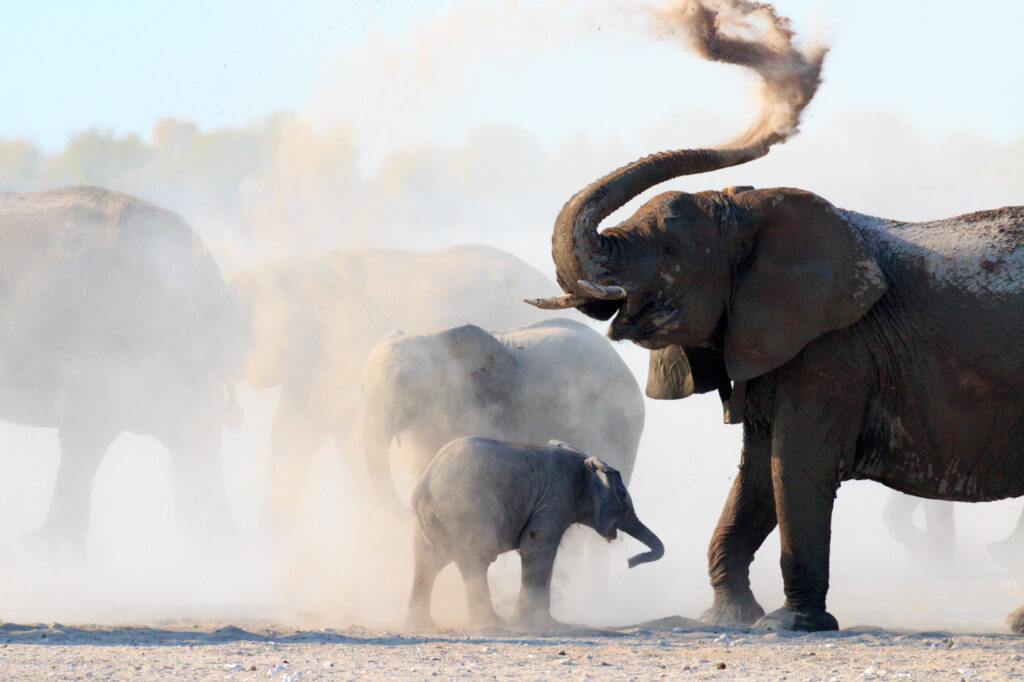 African elephants are endangered because of habitat loss, poaching and human-wildlife conflict. Credit: Christopher Donovan