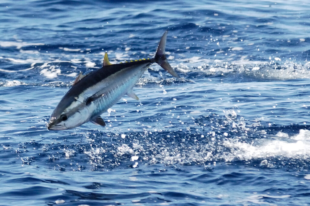 Once fished to the brink, Atlantic bluefin tuna have rebounded in recent years, largely due to stricter fishing regulations. Credit: Frédéric Bassemayousse/WWF-Mediterranean